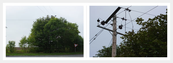 Trees growing around power lines